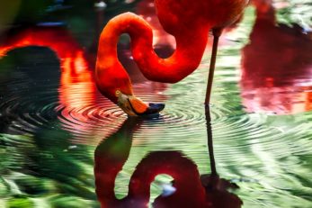 Das Flamingo steht auf einem Bein