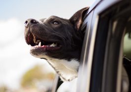 Der Urlaub mit Hund kann zu einem tollen Erlebnis werden