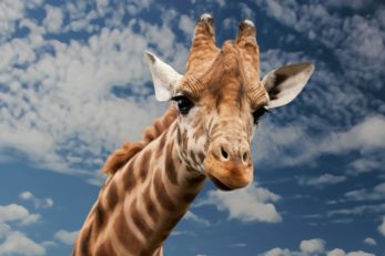 Giraffen haben einen langen Hals - warum das so ist, klären wir.