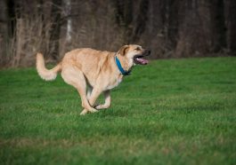 Agility hält die Hunde fit