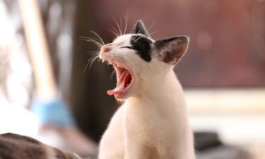 Katzenerziehung – Hilfreiche Tipps für Anfänger