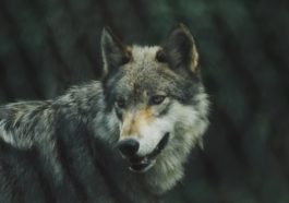 Wieso Wölfe beim Wolfsruf heulen erklärt