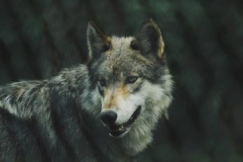 Wieso Wölfe beim Wolfsruf heulen erklärt