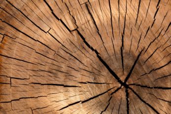 Über die Faszination am Werkstoff Holz