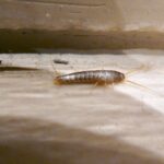 Hausmittel gegen Silberfische